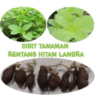 Tanaman Langka I Bibit Kentang Hitam Langka (50 Bibit) Subur