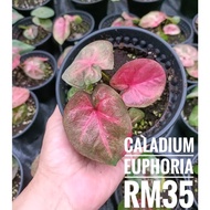 [dedaun] Caladium Plants Euphoria  / Pokok Keladi Euphoria - 彩叶芋 Euphoria