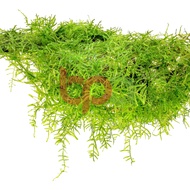 JAVA MOSS 1 TON - BONSAI STONE STICKER FOR AQUARIUM DECORATION