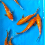 Bibit ikan koi benighoi merah size 10-12 cm