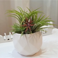 Ceramic Pot - White | Succulents | Air Plants | Live Plants | Decorations | Gift | Christmas | Xmas