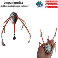 umpan gurita dari kuwuk/kerang bulu