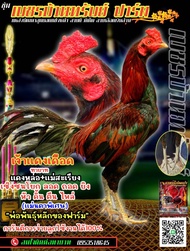 ไข่ไก่ชนพม่าสายเลือดเงินล้านราคาฟองละ120บาท​ ซื้อ3แถม1​ซื้อ5แถม2