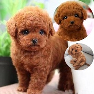 christmas toy christmas gift for kids Teddy anjing simulasi boneka mainan mewah rumput laut anak anj