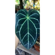 ANTHURIUM CRYSTALLINUM DARK FORM