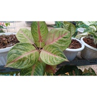 AGLAONEMA /AGLONEMA RENJANI /GOLDEN BAY IN 6 INCH POT