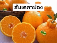 ต้นส้ม พันธุ์ เดโกปอง ต้นส้มเดโกปอง (Dekopon) ส้มญี่ปุ่นที่ได้ชื่อว่าเป็นส้มที่อร่อยที่สุดในโลกและอร
