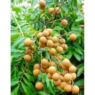 POKOK LONGAN BERLIAN POKOK RENEK