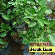 fresh Bibit Pohon Jeruk Limo sudah Berbuah - Tanaman Daun Jeruk Limau