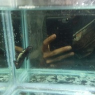 Ready Bahanan Ikan Cupang Avatar Vampire Gold Top Grade -Lapak Robi