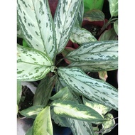 ♞aglaonema different varieties