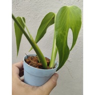 Monstera Burle Marx Flame