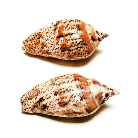 2 PC Natural Harpulina Lapponica Shells Brown Volute Volutidae Seashell Snail Specimen Collectibles 