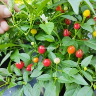 Biji Benih Cili Butang Merah Kecil Renek 15pcs Dwarf Chilli Seeds Chili Seed Hot Spicy