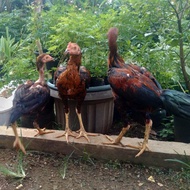 Anak Ayam Keturunan Bangkok-Mangon Ori