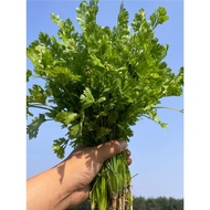 Coriander Seeds Daquan Farm Coriander Seeds Potted Plants Big Leaf Coriander Seeds Four Seasons Spri