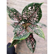 Sindo - Aglaonema Pink Dalmation Live Plant ONS39I8OX6