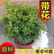 Perfume Flower Seedlings Four Seasons Often Plants Potted Green Plants Joyful Sun Good Health Viewin
