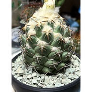 Cactus Coryphantha Tripugionacantha 钢钉仙人球仙人掌