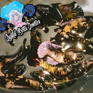 Ikan Cupang Hias Avatar Cooper Gold Ori ~Ori