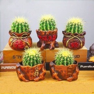 仙人球 Biji Bunga Berduri Tanaman Bunga Pot Desktop Kantor Kaktus Radiasi Succulent Benih Bonsai Kecil