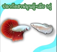 ปลากัดฮาฟมูน 1คู่ ผู้+เมีย ไข่แน่น พร้อมรัด คละสี มีหลากหลายสี