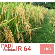 benih padi ir 64