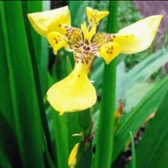anggrek tanah iris kuning