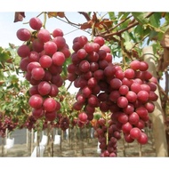 1 ต้น องุ่นติดตา ตอใหญ่ แข็งแรง โตไว พร้อมให้ลูกใน 6 เดือน ต้นตอสูง 80 ซม ผลสวย กรอบ อร่อย Grape Plant สายพันธุ์ Red Globe Grape