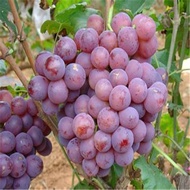 Fruit Tree Seedlings Grapes Sapling Jufeng Grape Sapling Seedless Grapes Seedlings