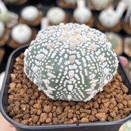 New Kaktus Astrophytum Asterias Super Kabuto V-Type | V-Type Indukan