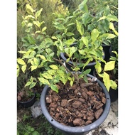 Dwarf Cherry Variegated Bonsai Plant