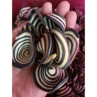 kuih kuping gajah Indonesia ,200g🇮🇩