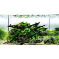 Aquarium Shrimp Plant Moss: Driftwood for Hardscape