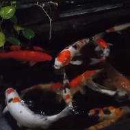 Ikan koi sanke jumbo 50 cm