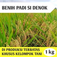 BENIH BIBIT PADI CIHERANG SI DENOK