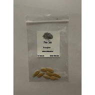 Biji benih Buah Kundur