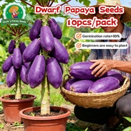 High Germination 10pcs Rare Purple Papaya Seeds Dwarf Papaya Seeds Heirloom Variety Purple Papaya Bo