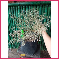 ∆ ㄨ §  ️Big-sized Variegated African Talisay  Garden Decorations
