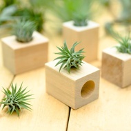 積木空氣鳳梨 - 全紅小精靈【植物保固】