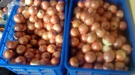 BAWANG BOMBAY BESAR 1 KG