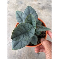 Alocasia Elaine /Ready Stock