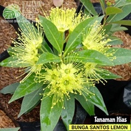 Tanaman bunga santos lemon - Santos lemon ( Bisa COD )