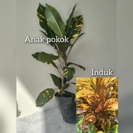 ANAK POKOK PUDING CINCIN EMAS