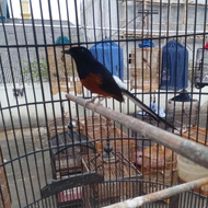 TERBARU BURUNG MURAI BATU MEDAN GACORAN EKOR PANJANG FULL SET