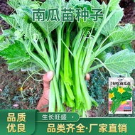 Pumpkin Seed Four Seasons Vine Stem Leaf Vine Seed Vegetable Seed Pumpkin Tip Potted Vegetable Garde