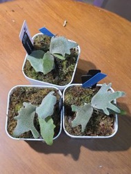 侏儒黃月鹿角蕨（P.Willinckii 'Yellow Moon Dwarf')