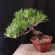 日本黑松 矮霸老樁 翠綠葉色 盆景 連 花盆  Plant Bonsai 塊根 矮霸 松樹 植物 禮物 盆栽 Black Pine Tree  gift【實拍。只此一盆】