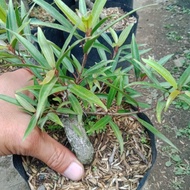 DISKON BAHAN BONSAI FICUS CALIFORNIA/ TANAMAN BERINGIN KALIFORNIA