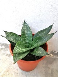 短葉虎尾蘭 虎皮蘭 室內植物 室外植物